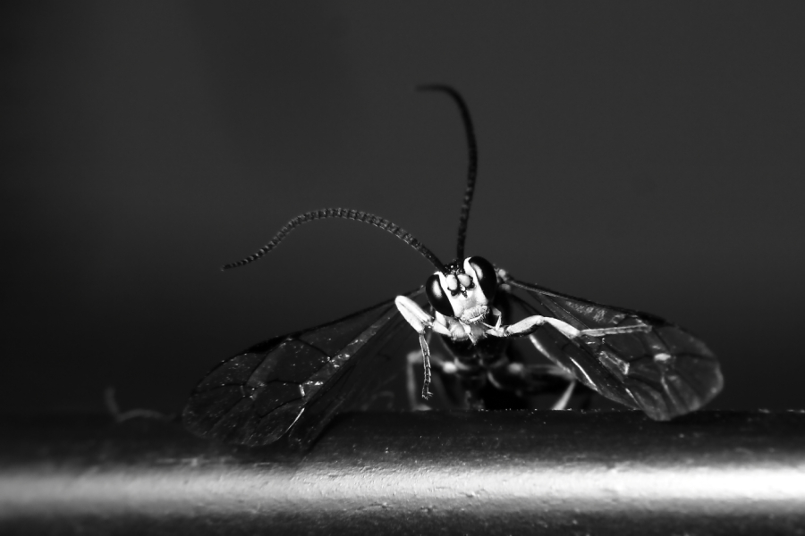 2012 08 26 9999 22ebw